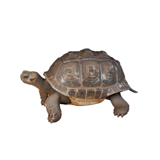 Modelo 3D de Tartaruga-das-Galápagos Desenho Animado - Asset Estilizado para Animação