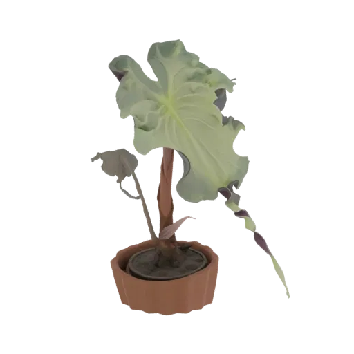 3D model of a potted plant with large, wavy light green leaves and a terracotta pot, set against a white background.