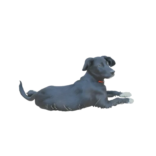 3D model of a black Labrador retriever lying down, looking to the side, with a red collar.