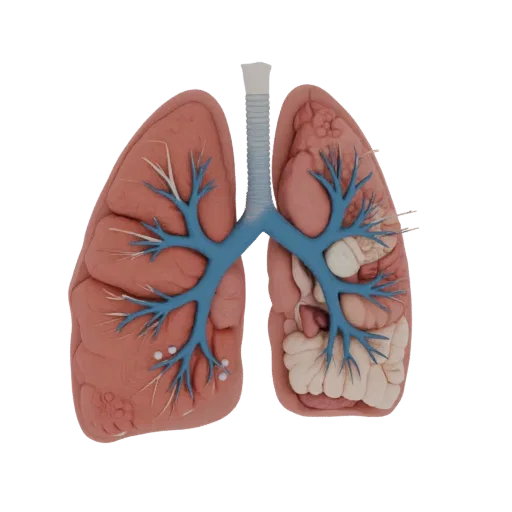 Cutaway Lung Education 3D model, three-quarter training render, showing soft tissue colors, organ silhouette.
