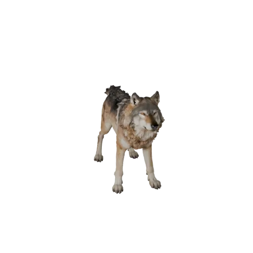 Wolf 3D Model for Unity - Game Ready Asset, FBX | Royalty-Free