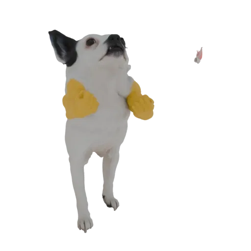 3D model of a white Chihuahua dog with black ear markings and bright yellow paw covers, looking up with an inquisitive expres