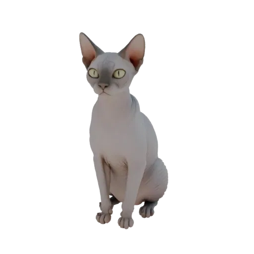 Modèle 3D assis de chat Sphynx sans poils aux yeux verts sur fond noir