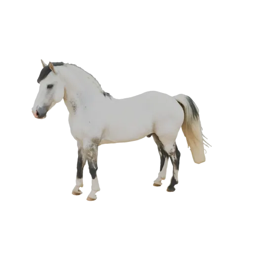 A realistic 3D model of a white horse standing majestically, with a flowing mane and tail, against a neutral background.