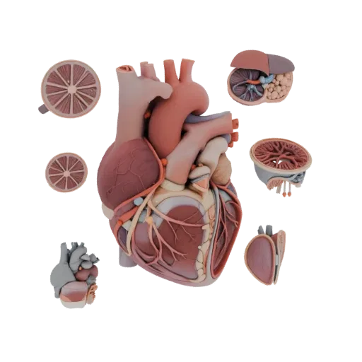Cutaway Heart 3D model, three-quarter front view, AR viewer studio render, showing soft tissue colors, organ silhouette.