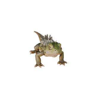 Cartoon Monitor Lizard 3D Model - Stylized Asset for Animation