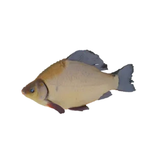 Un modèle 3D réaliste de poisson d'eau douce, vu de côté, montrant ses écailles et ses nageoires.