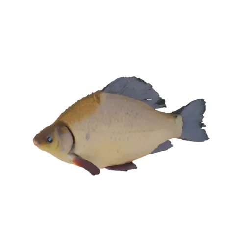 A realistic 3D model of a freshwater fish, viewed from the side, showcasing its scales and fins.