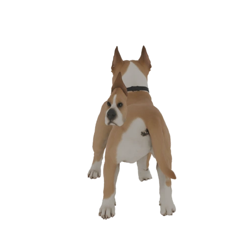 Boxer Dog 3D Model
