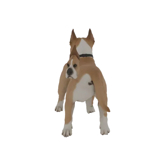 A realistic 3D model of a fawn and white Boxer dog standing on a black background.