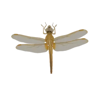 A 3D model of a golden dragonfly with translucent wings, viewed from above against a white background.