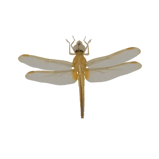 A 3D model of a golden dragonfly with translucent wings, viewed from above against a white background.