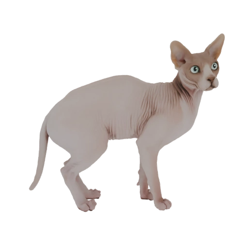 Sphynx Cat 3D Model