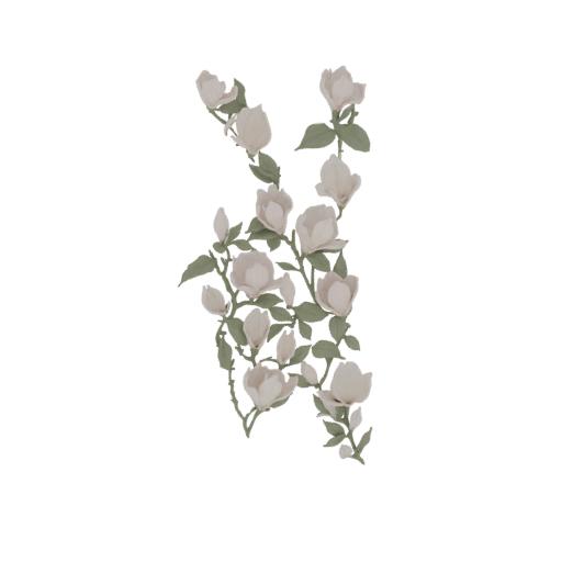 Magnolia Branch with Blossoms