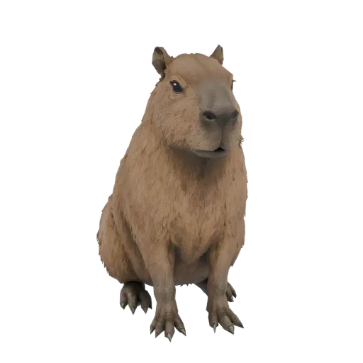 Un modello 3D realistico di un capibara seduto in posizione eretta con le zampe anteriori appoggiate a terra, su sfondo bianc