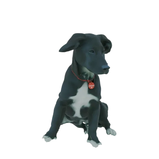 3D model of a black and white dog sitting, wearing a red collar with a tag, looking to the side.