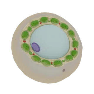 3D model of a plant mesophyll cell with a cutaway view showing the vacuole, nucleus, chloroplasts, and mitochondria.