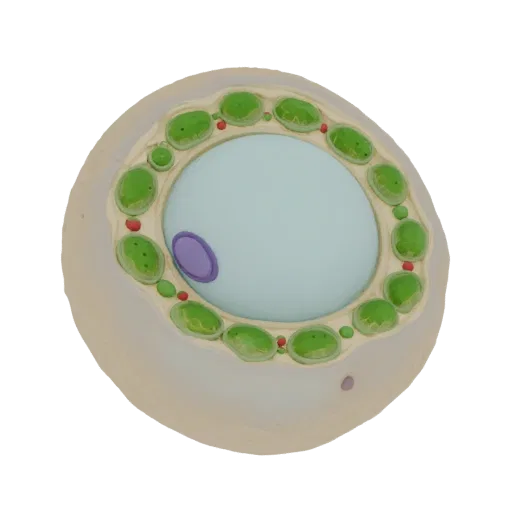 Modelo 3D de célula mesófila vegetal con vista de corte mostrando el vacúolo, núcleo, cloroplastos y mitocondrias.