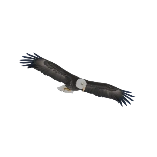 3D-Modell eines Weißkopfseeadlers im Flug, Flügel weit ausgebreitet, mit deutlich sichtbaren weißen Kopf- und Schwanzfedern v