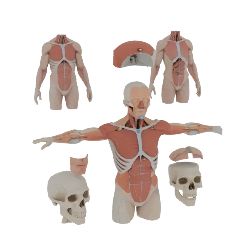 Modelo 3D Kit Anatomía Torso Seccionado, vista frontal tres cuartos, render de estudio visor AR, mostrando detalle y escala.