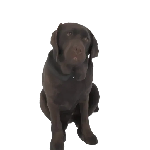 3D model of a chocolate Labrador Retriever sitting attentively, with its head tilted slightly and a gentle expression.