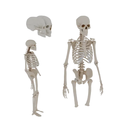 Full Body Skeleton 3D model, three-quarter front view, AR viewer studio render, showing bone surfaces, form detail.