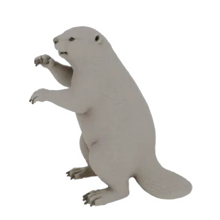 Modèle 3D d'un castor albinos debout sur ses pattes arrière, tourné vers la gauche avec les pattes avant levées.