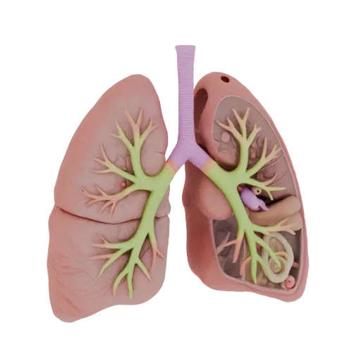Healthy Lung 3D model, three-quarter front view, AR viewer studio render, showing soft tissue colors, organ silhouette.