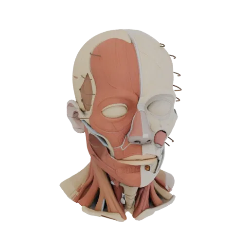 Sectioned Head Anatomy Kit 3D model, three-quarter training render, showing neutral educational colors, form detail.