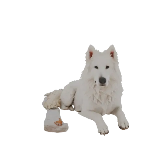 3D model of a white shepherd dog lying down, wearing a boot with a fox design on its paw.