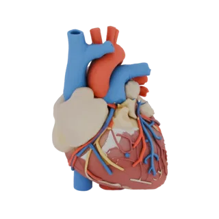 Un modèle 3D détaillé d'un cœur humain, montrant ses cavités, artères et veines en rouge, bleu et beige.