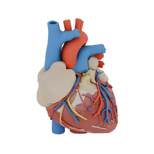 A detailed 3D model of a human heart, showing its chambers, arteries, and veins in red, blue, and beige.