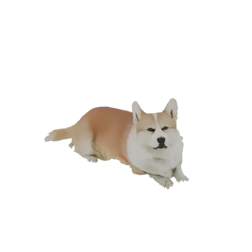 A 3D model of a Corgi dog lying down, with tan and white fur, looking towards the viewer.