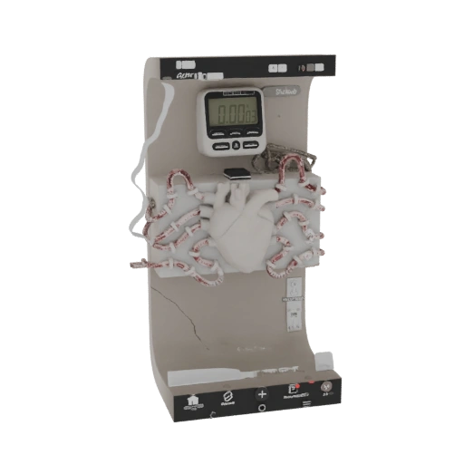 Anatomical Heart Display with Digital Timer
