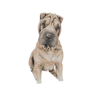 Modelo 3D de um cão Shar Pei de cor fulva com rugas profundas, sentado e olhando para frente.