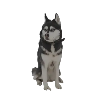 Un modelo 3D de un perro Husky Siberiano sentado atentamente, con llamativos ojos azules y textura de pelaje detallada.