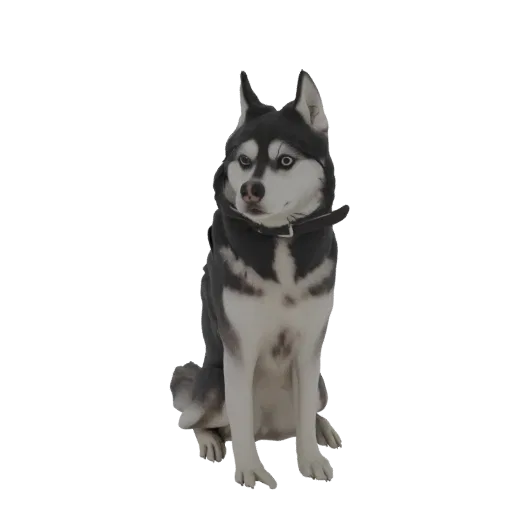 Ein 3D-Modell eines aufmerksam sitzenden Sibirischen Husky-Hundes mit auffallend blauen Augen und detaillierter Felltextur.