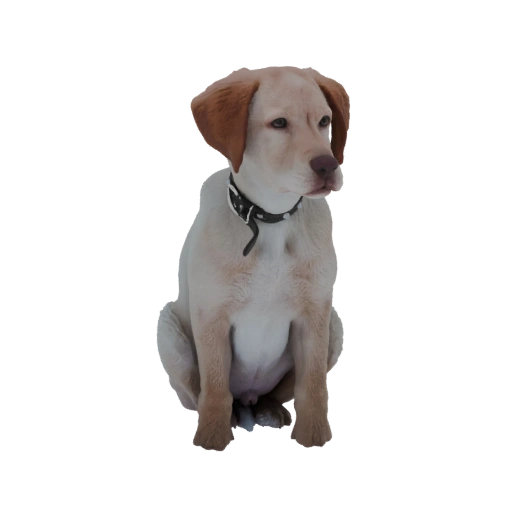 Sitting Labrador Puppy 3D Model