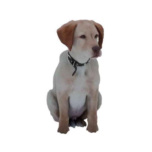 Un modelo 3D de un cachorro Labrador de color claro sentado y mirando hacia un lado, con un collar negro.