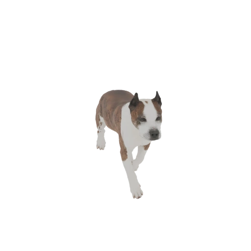 American Staffordshire Terrier 3D Model