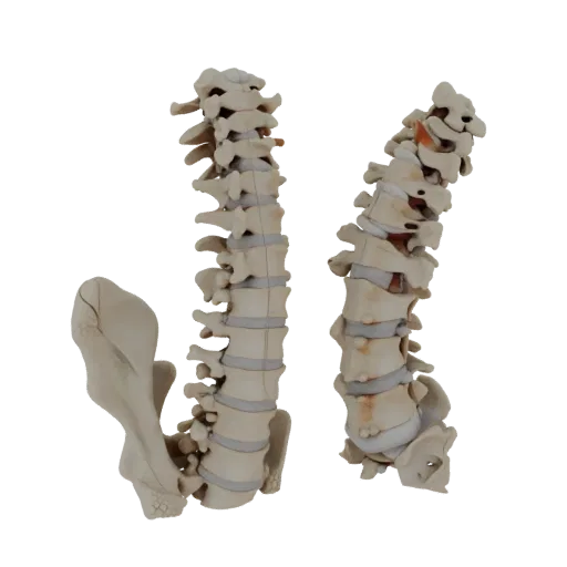 Full Body Spine Column High Poly 3D model, close-up studio render, showing bone surfaces, skeletal landmarks.
