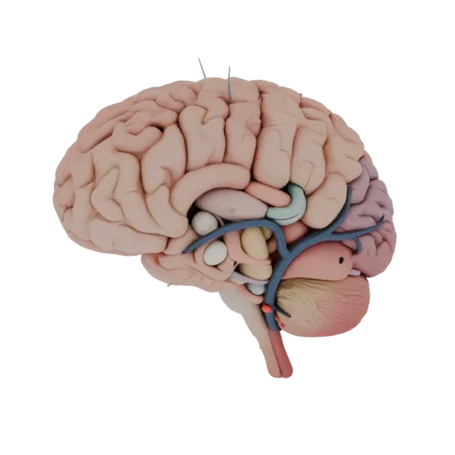 Cutaway Brain 3D model, side profile view, technical viewport render, showing soft tissue colors, organ silhouette.