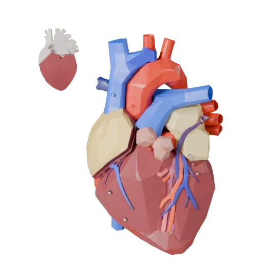 Cutaway Heart Low Poly 3D model, game viewport three-quarter view, showing soft tissue colors, organ silhouette.