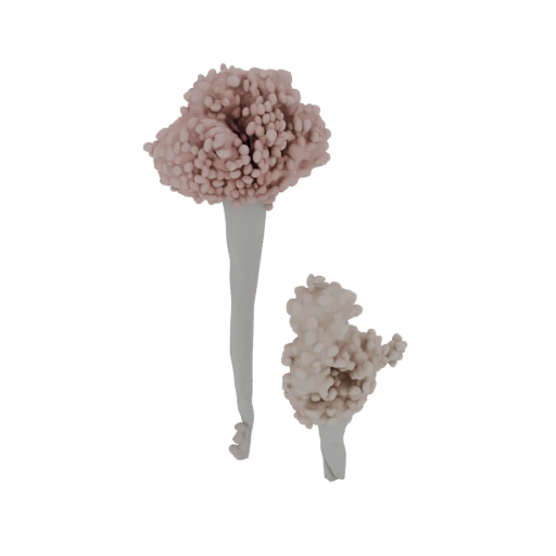 Aspergillus niger Spore Head 3D Model