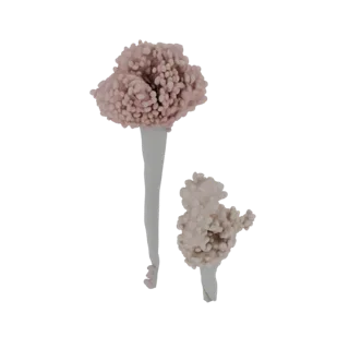 3D model of an Aspergillus niger spore head, showing a swollen vesicle covered in dark, spherical conidia, atop a stalk-like