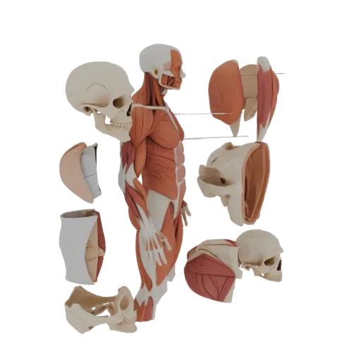 Sectioned Muscle Anatomy Kit 3D model, close-up studio render, showing neutral educational colors, form detail.