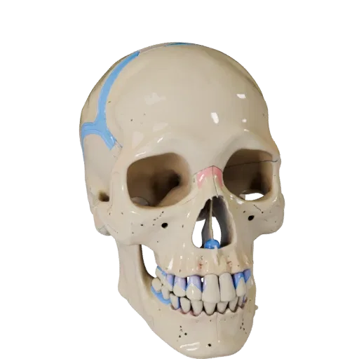 Skull Skeleton Stylized 3D model, stylized isometric render, showing bone surfaces, skeletal landmarks.
