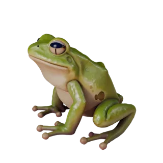 Poison Dart Frog 3D Model for Unity - Game Ready Asset, FBX