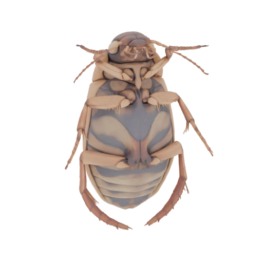 Dytiscus dauricus Beetle - Ventral View 3D Model