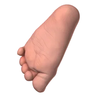 A realistic 3D model of a human foot, showing the sole and toes.